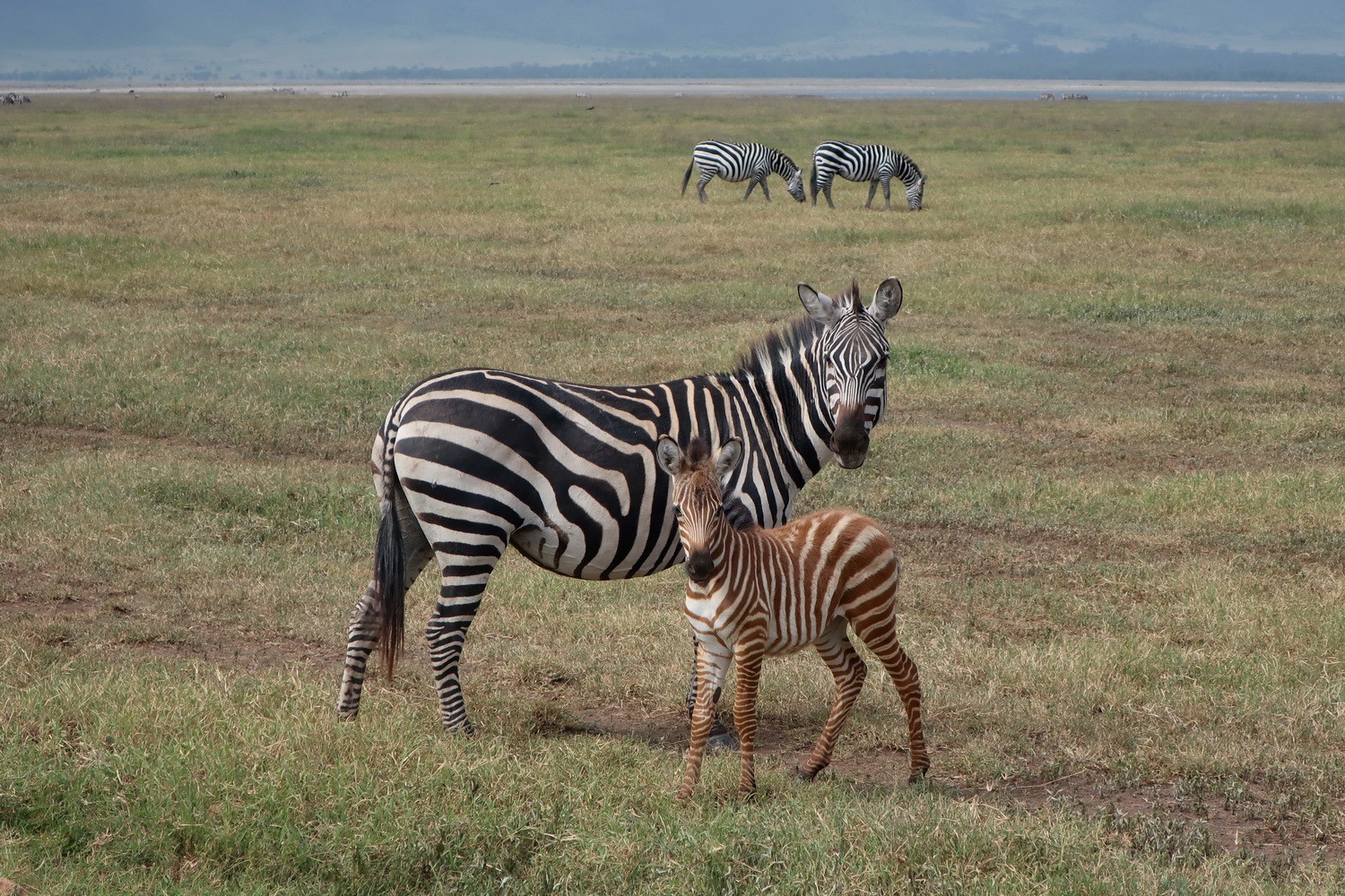 Zebras with a youngster